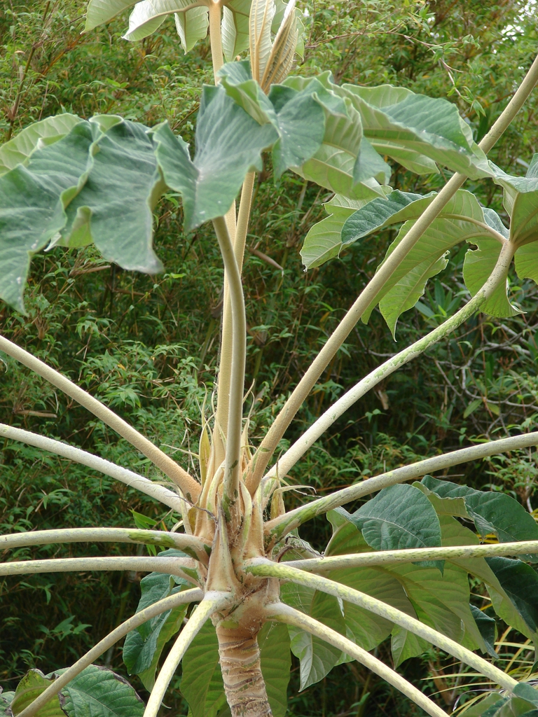 Tetrapanax papyrifer