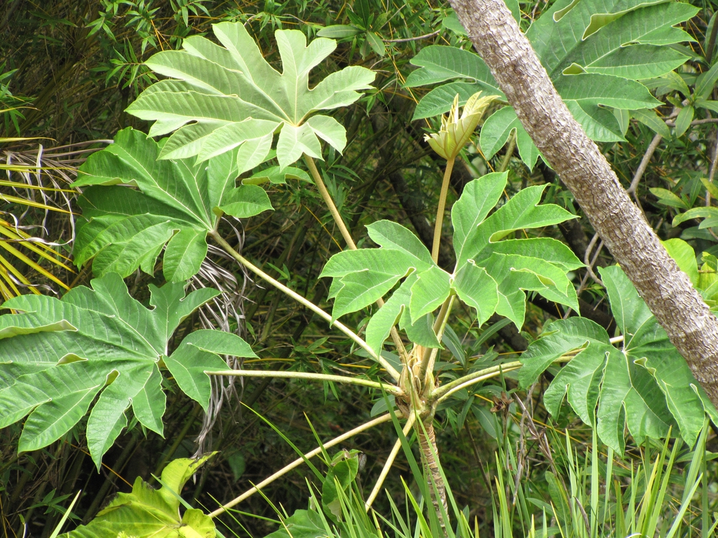 Leaves