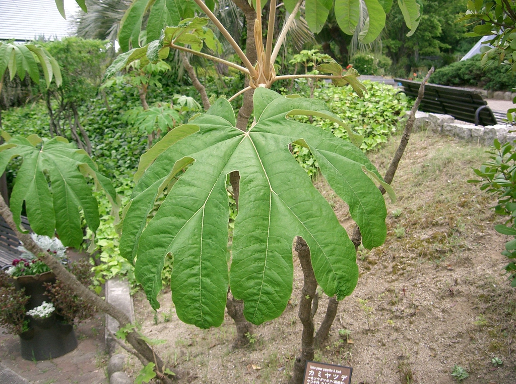 Leaf