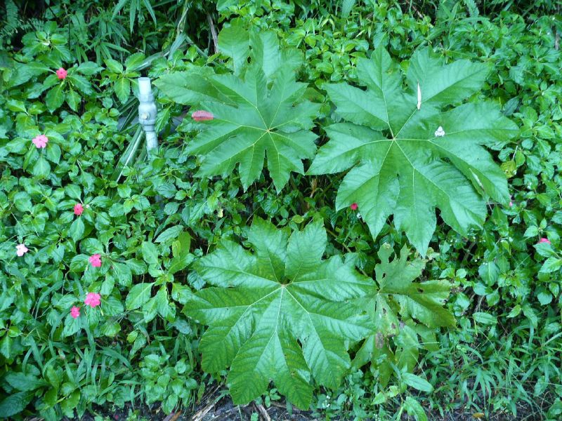 Leaves