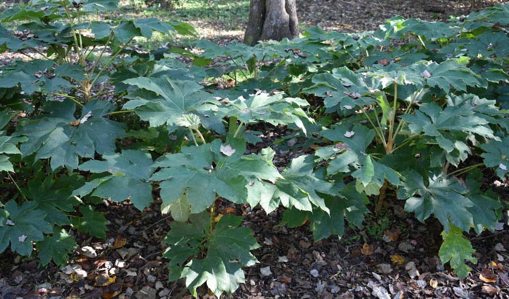Tetrapanax papyrifer