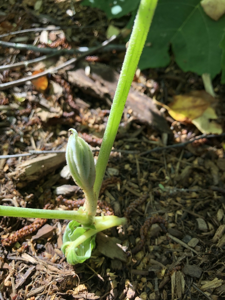 Tetrapanax papyrifer