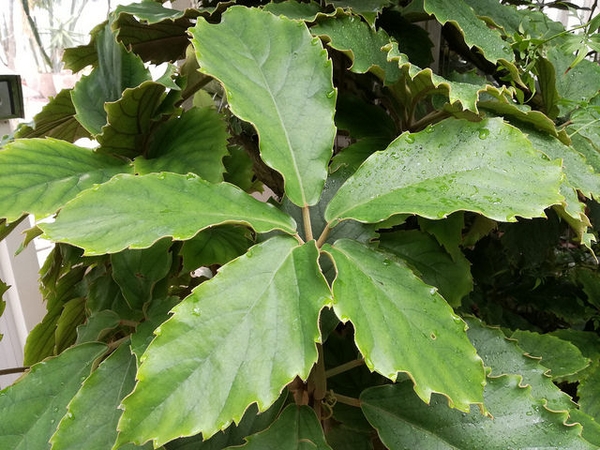 Tetrastigma voinierianum