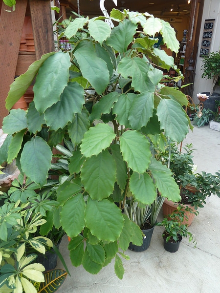 Tetrastigma voinierianum