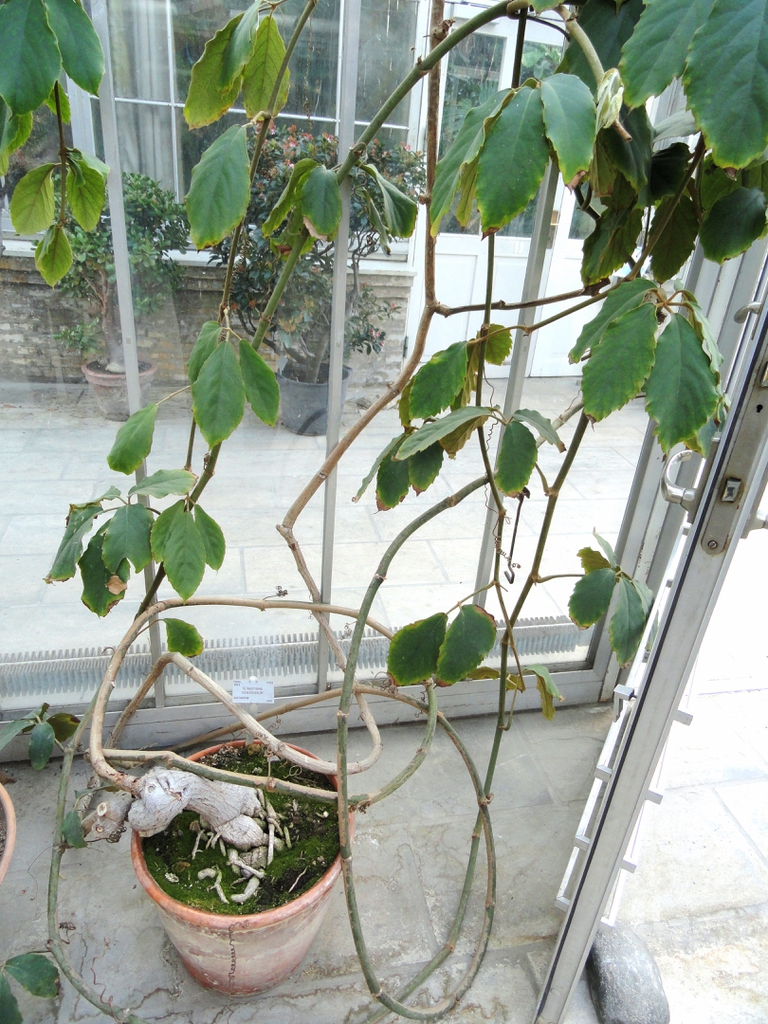 Tetrastigma voinierianum