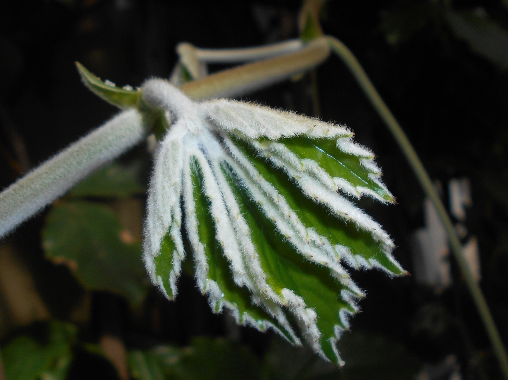 Leaf