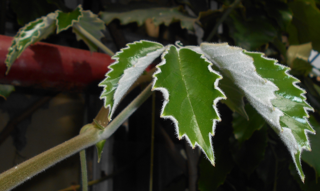 Leaves