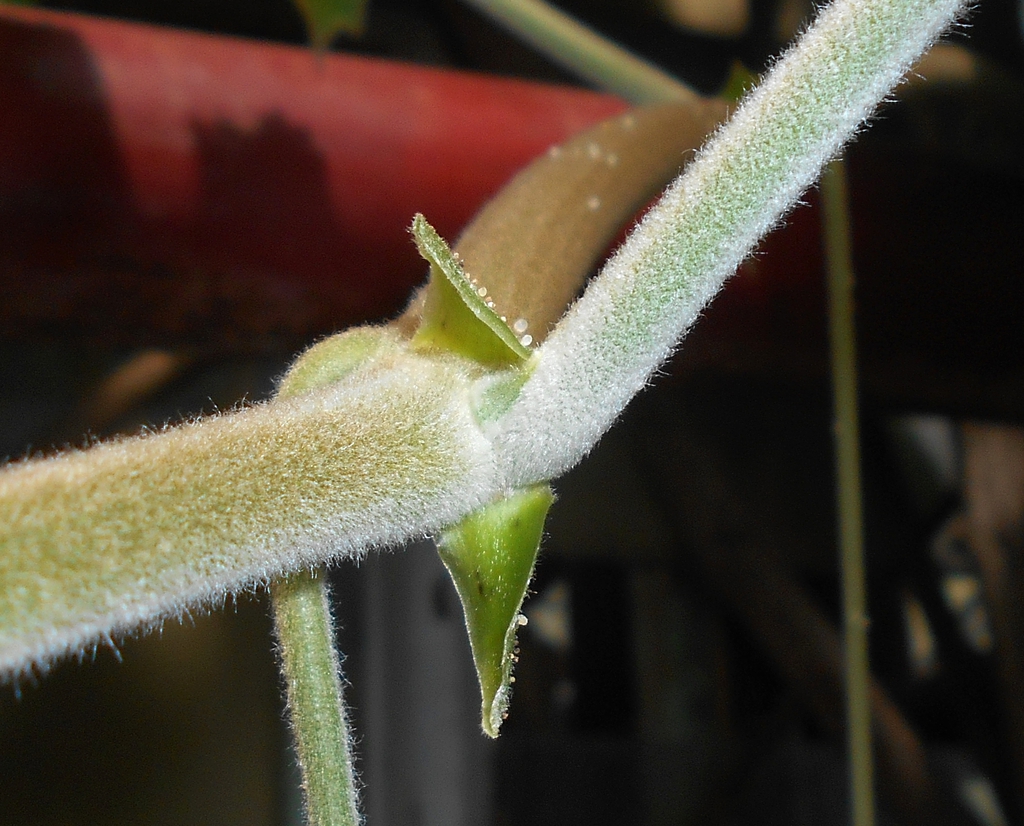Stem