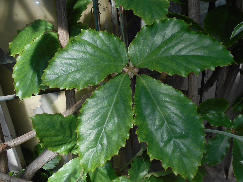 Leaves