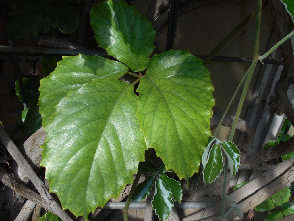 Leaves