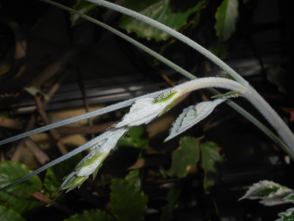 Stem
