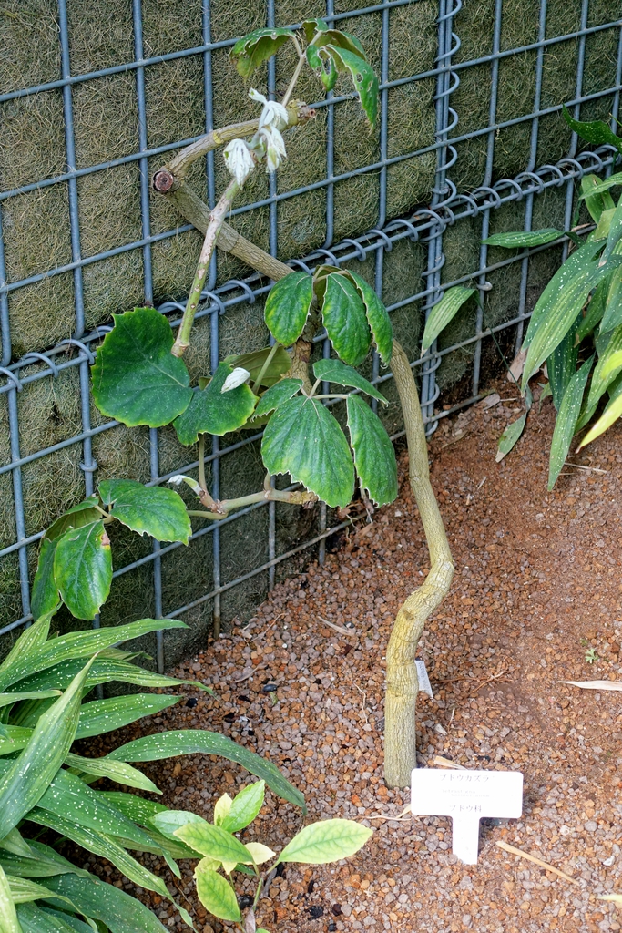 Form