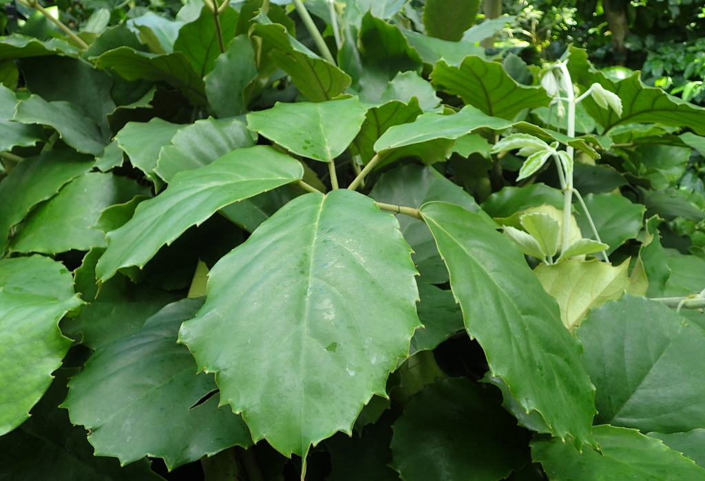 Leaves