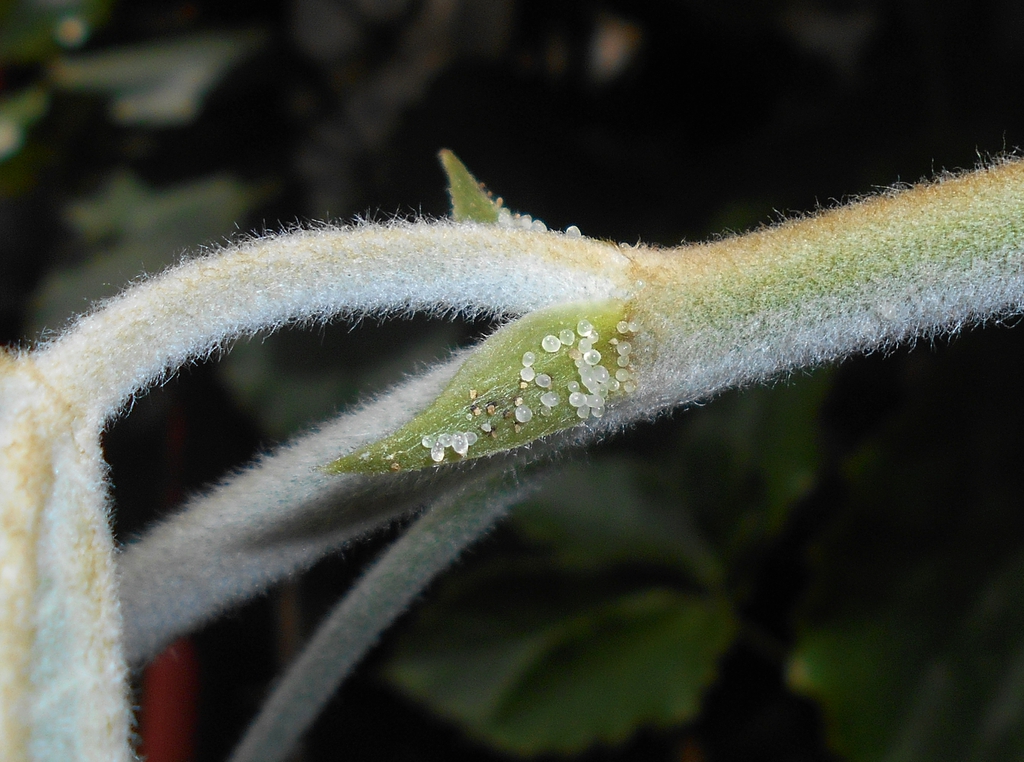 Tetrastigma voinierianum