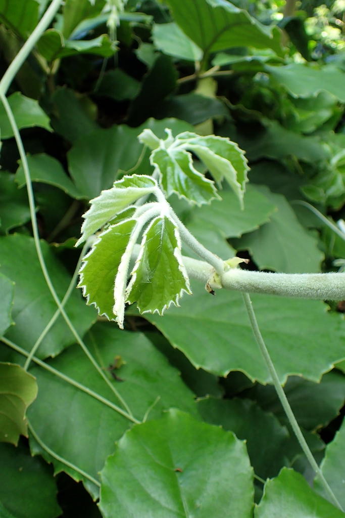 Form