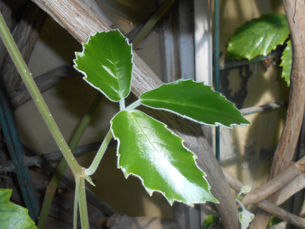 Tetrastigma voinierianum