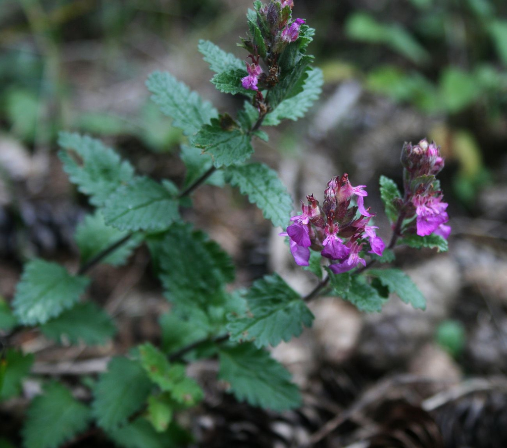 Teucrium chamaedrys
