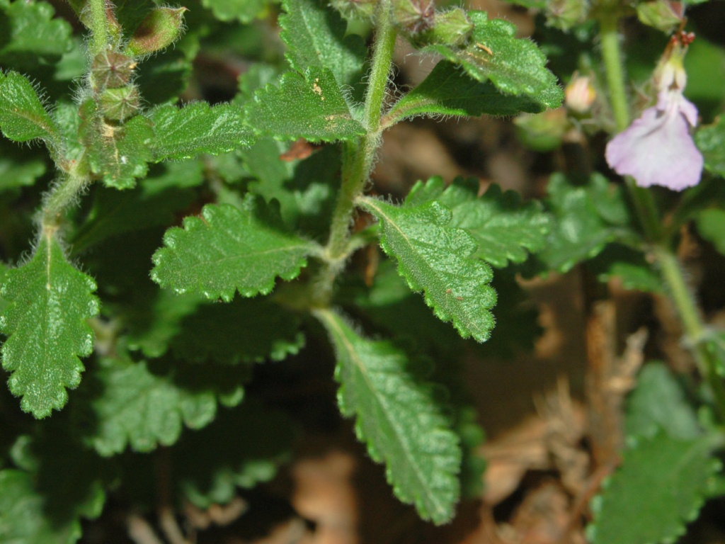 Teucrium chamaedrys