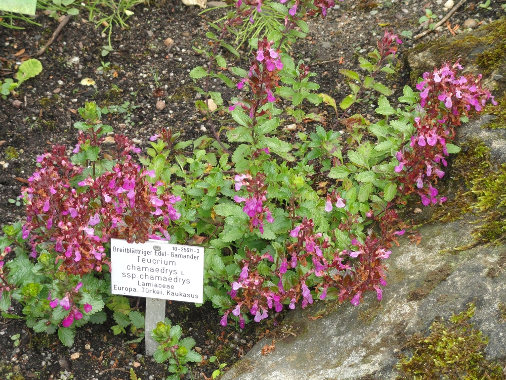Form