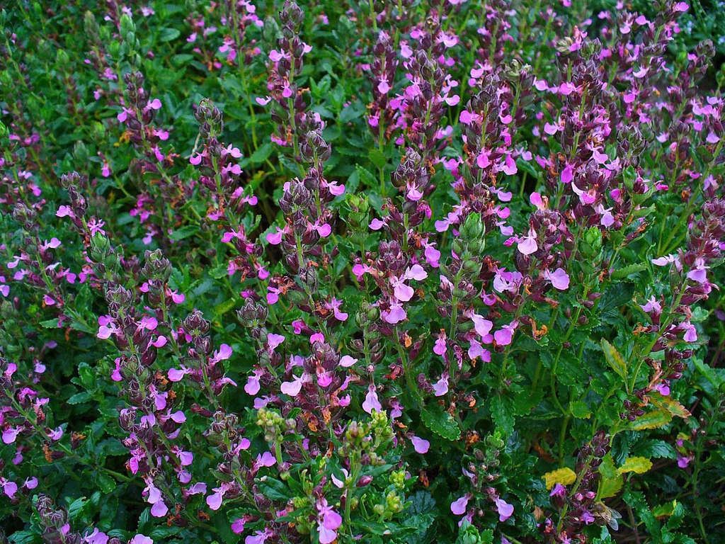Form