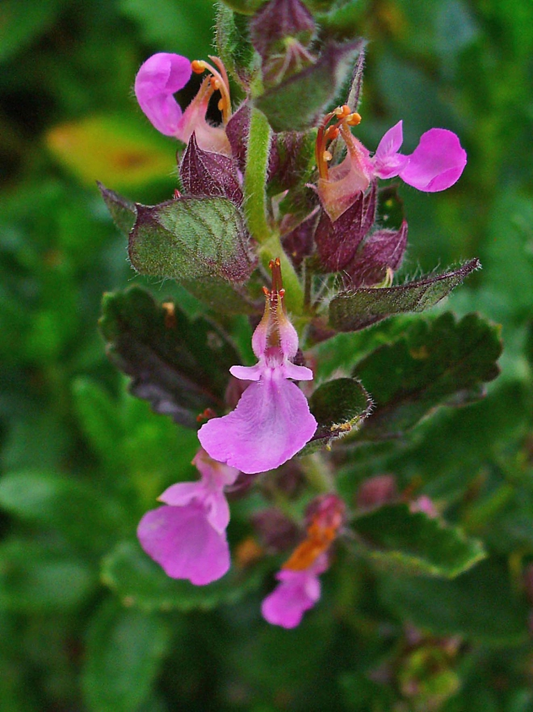 Teucrium chamaedrys