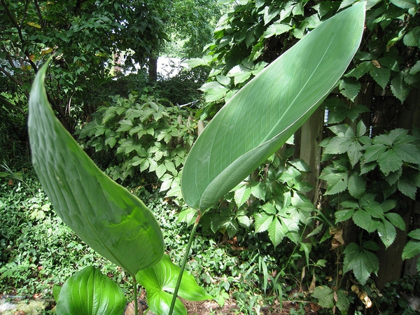 Thalia dealbata