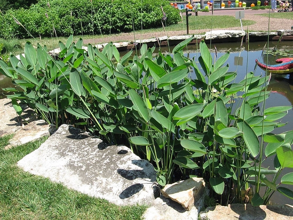 Thalia dealbata