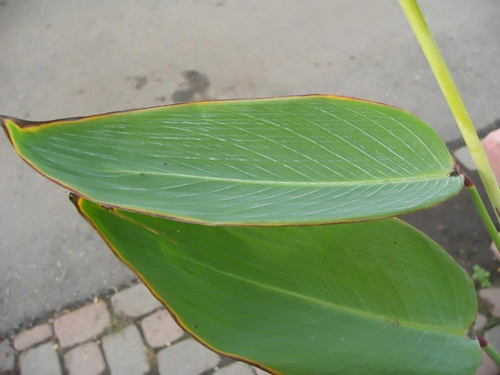 Thalia dealbata