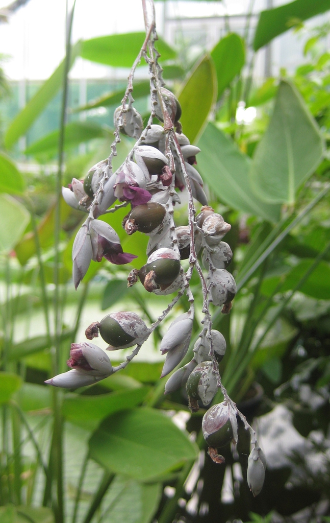 Thalia dealbata