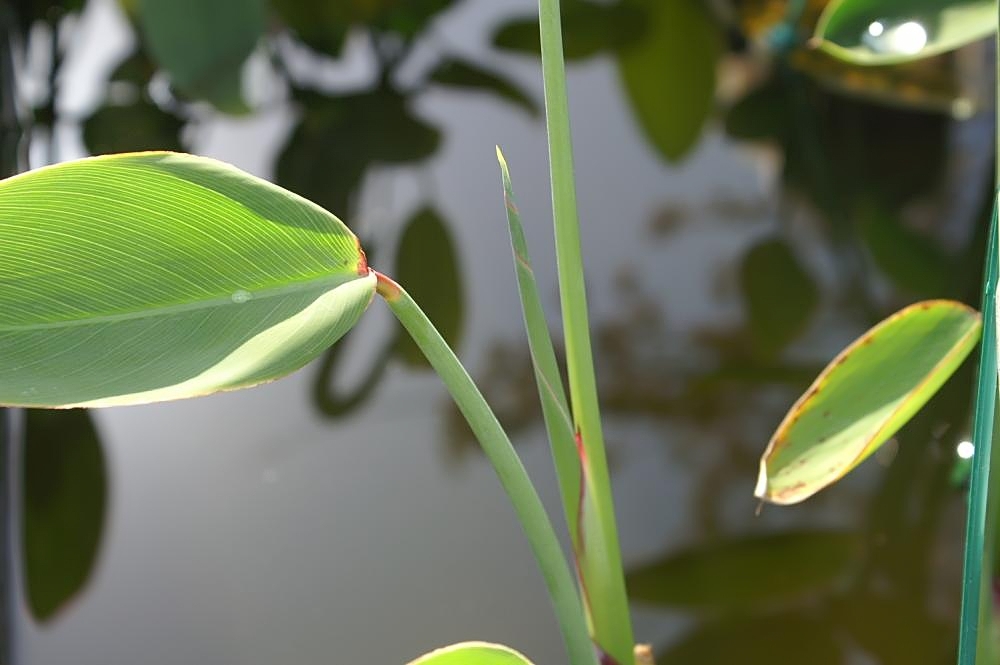 Thalia dealbata