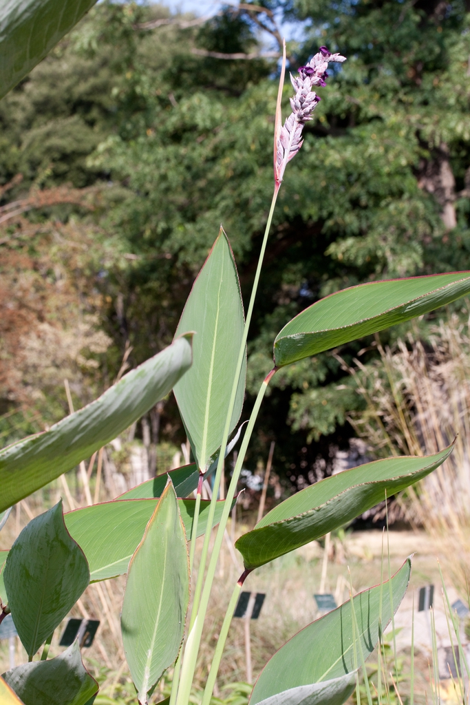 Form