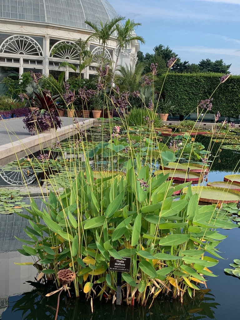 Thalia dealbata