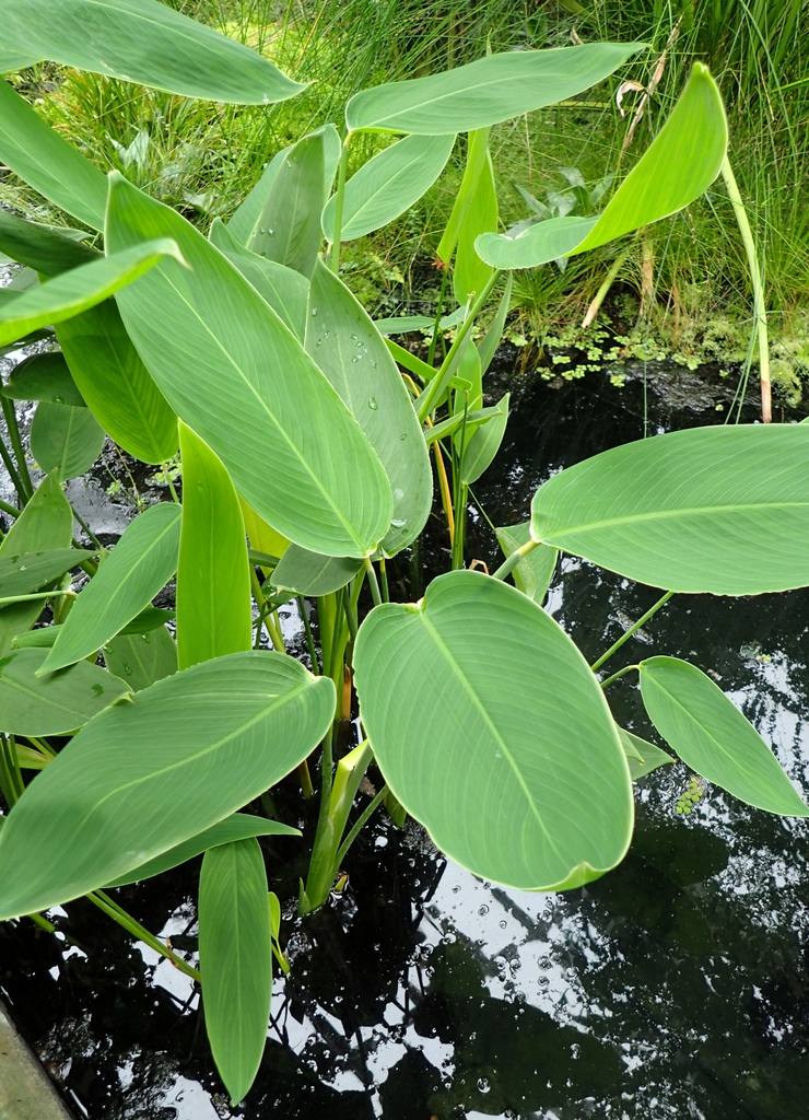 Form