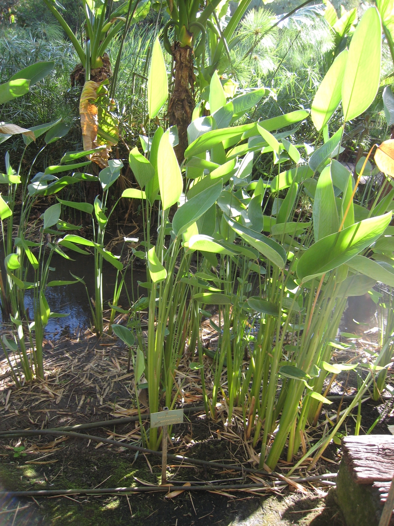 Thalia dealbata