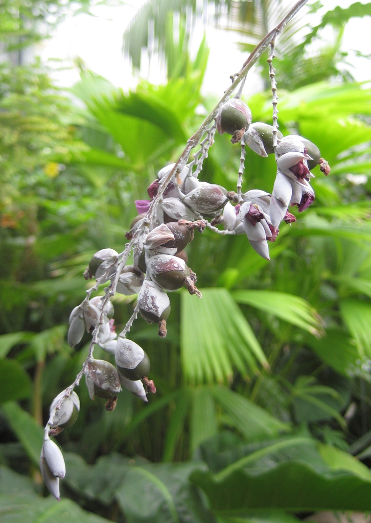 Fruits in Sept.