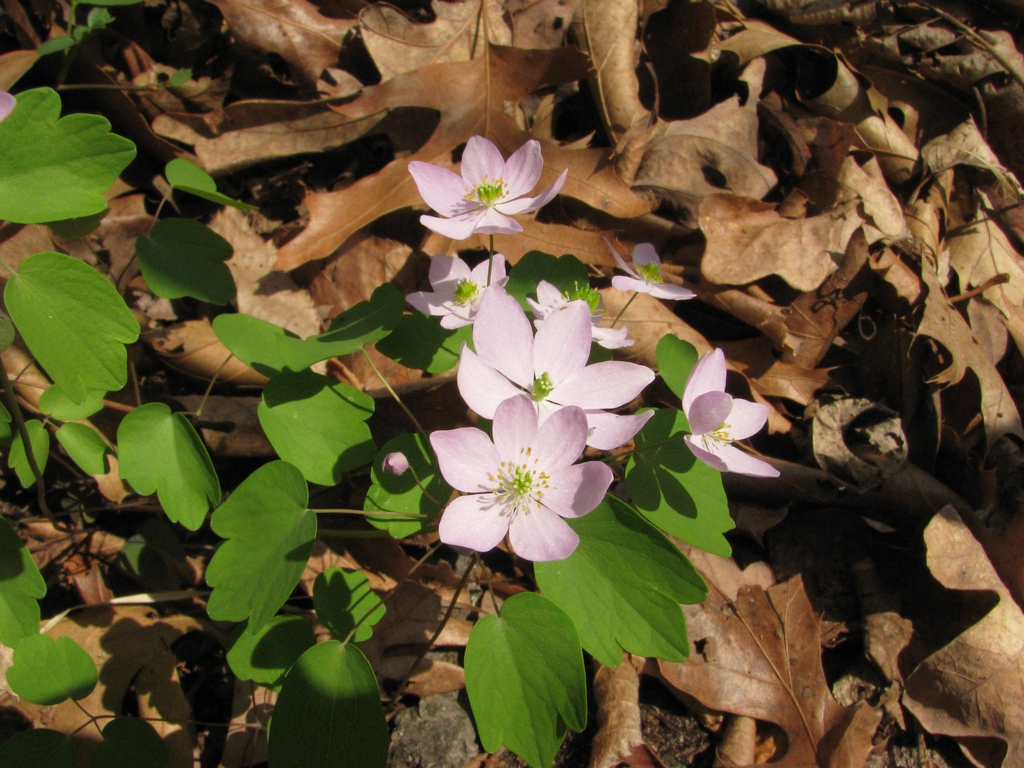 flower and leaves