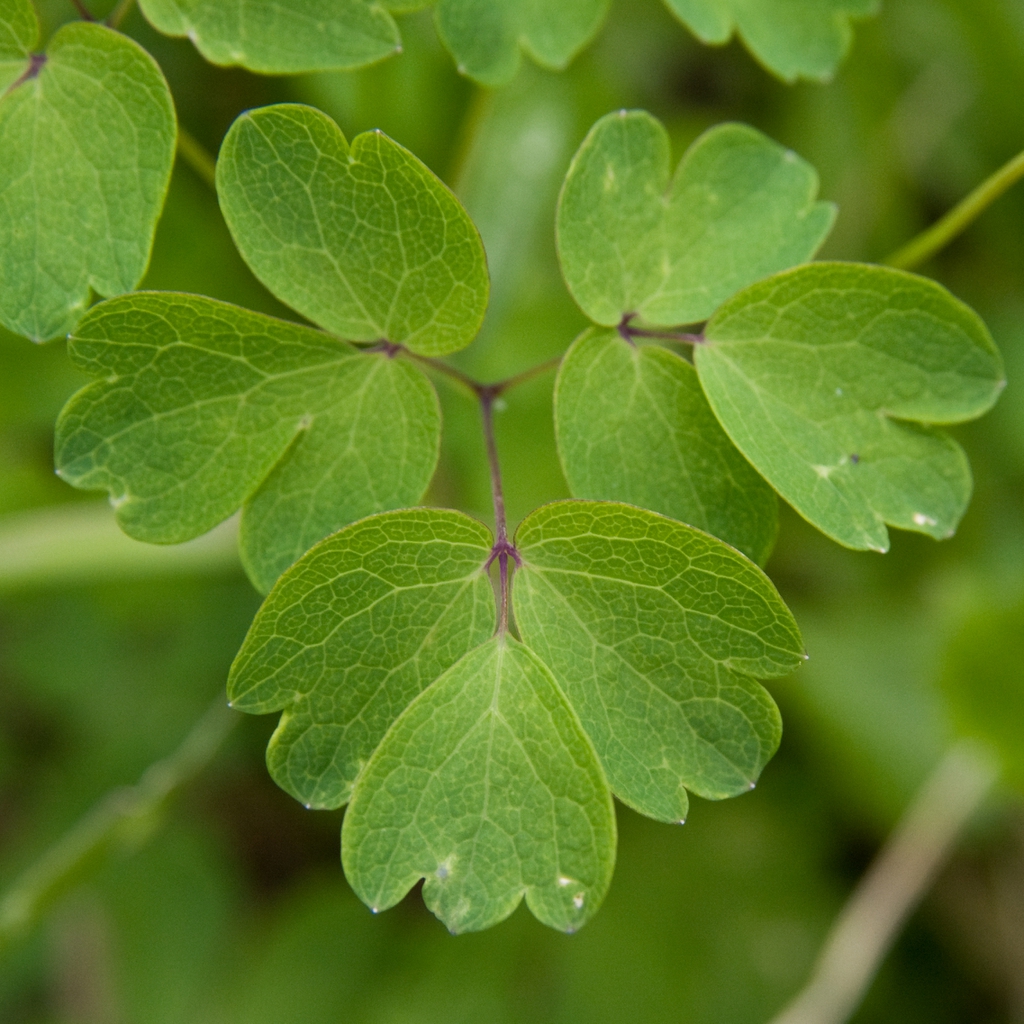 Thalictrum dioicum