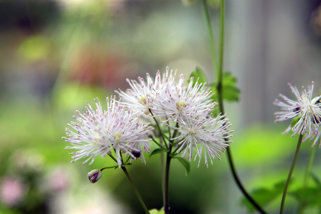 Thalictrum aquilegiifolium