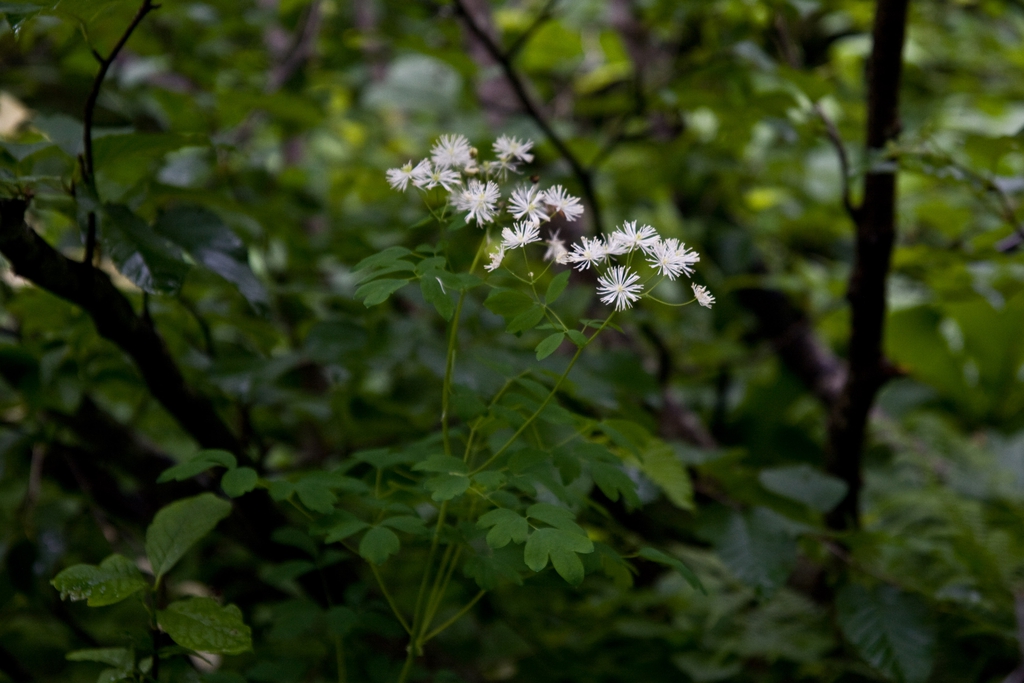 Form