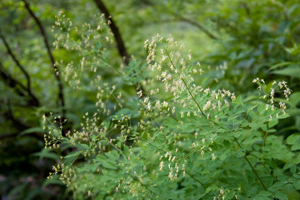 Thalictrum aquilegiifolium