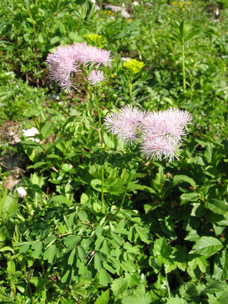 Thalictrum aquilegiifolium