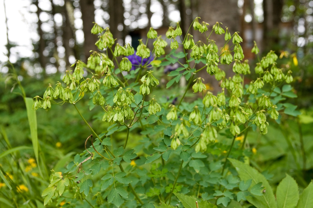 Thalictrum aquilegiifolium