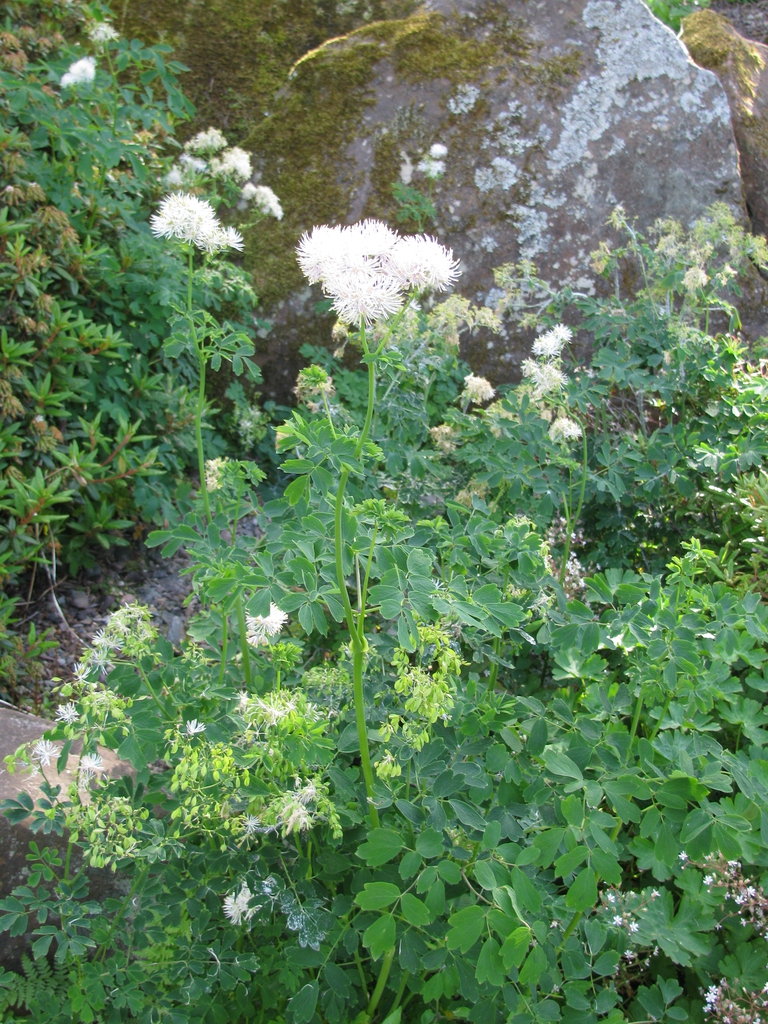 Form