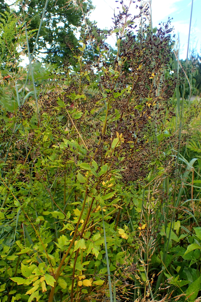 Form