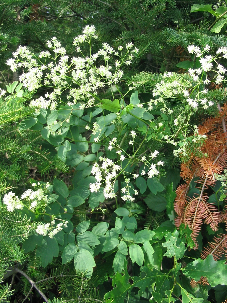 Form