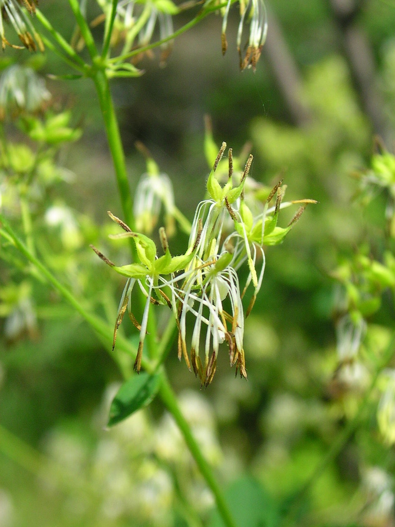 Thalictrum dasycarpum