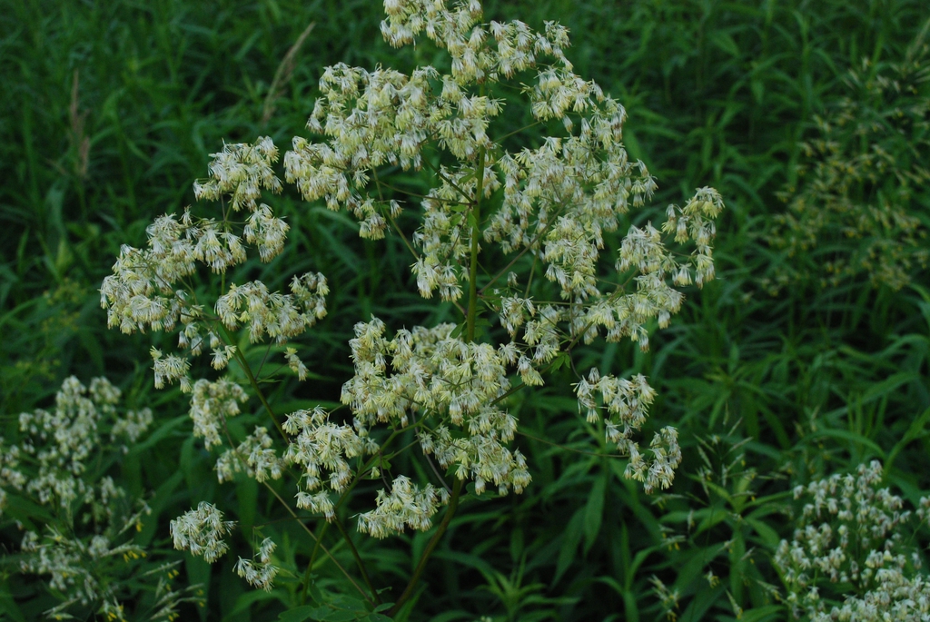 Form