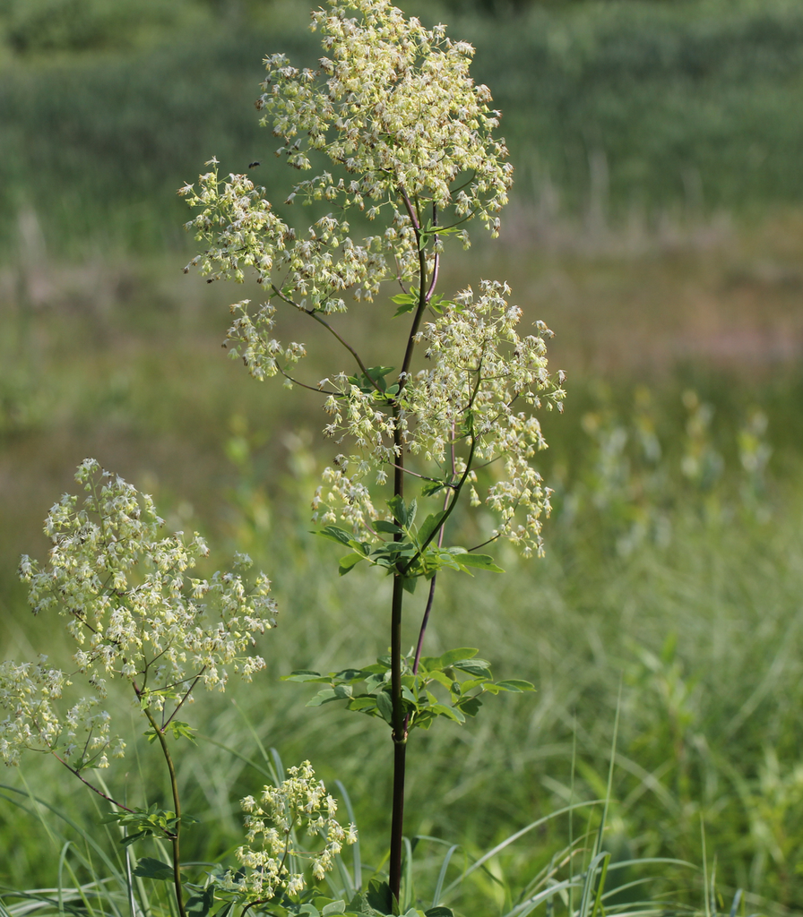 Thalictrum dasycarpum