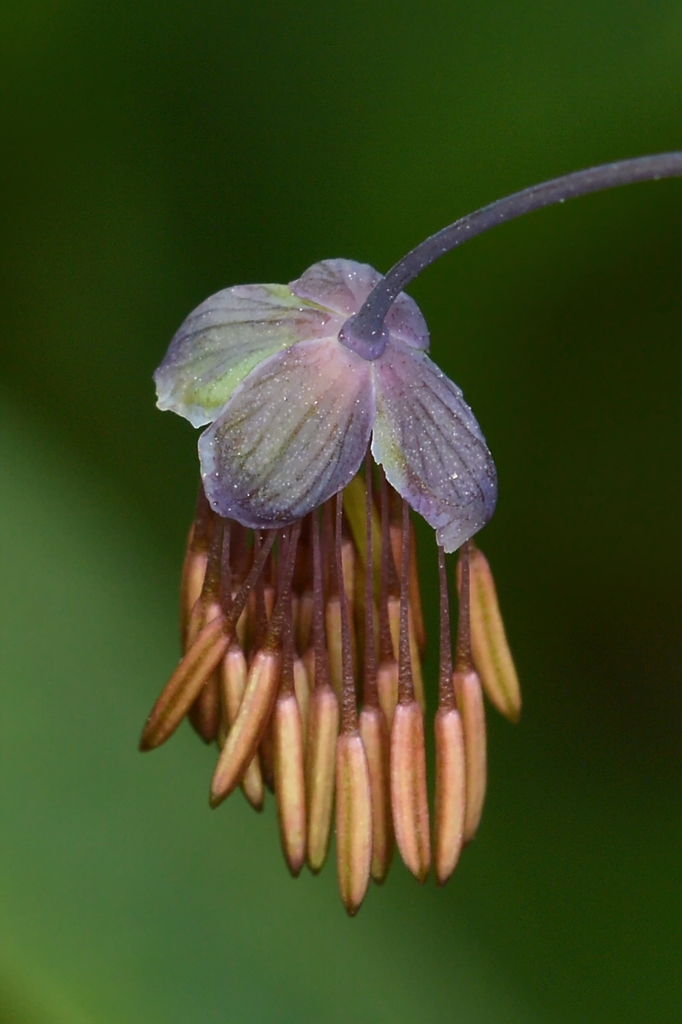 Thalictrum dioicum