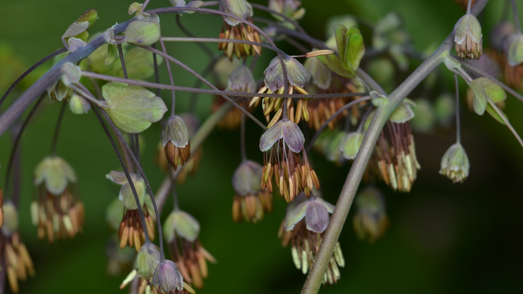 Thalictrum dioicum